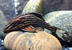 Panaque cf. armbrusteri`xingu` - Click for species data page